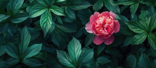 Poster - A vibrant pink peony stands out against lush green foliage in a garden setting, creating a beautiful copy space image.