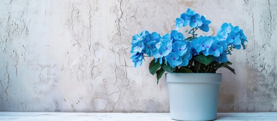 Poster - Blue potted artificial flower against white cement wall with textured surface, providing copy space image.