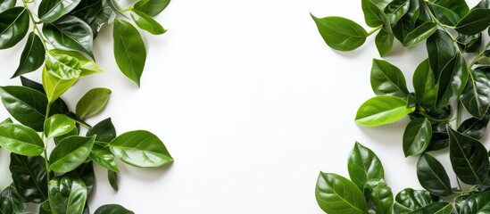 Poster - A white backdrop showcasing vibrant green leaves for a copy space image.