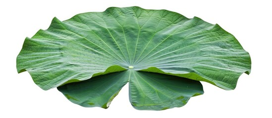 Fototapete - Isolated on a white background, a large green lotus leaf captured with a clipping path image, often symbolizing worship.
