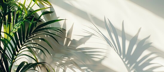 Poster - Abstract tropical sunlight creates plant leaf shadows on a white wall, a minimal sun light concept with a palm tree leaf in a creative copy space image.