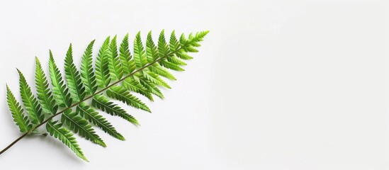 Sticker - Image of a fern leaf on a blank white background featuring ample space for adding text or graphic elements - a copy space image.