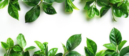 Poster - A white backdrop showcasing vibrant green leaves for a copy space image.