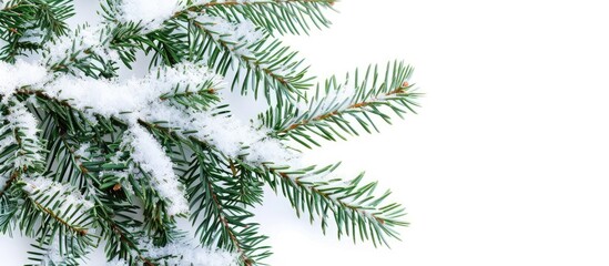 Aufkleber - Image of a snow-covered spruce tree branch with vibrant green needles against a blank background for adding text or graphics - copy space image.