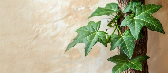 Poster - Young green Carica papaya leaves growing on a tree trunk with a smooth cream-colored background, suitable for copy space image.