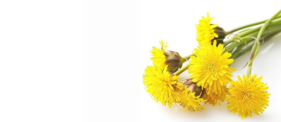 Fototapete - Sonchus presented on a clear white background with available copy space image.