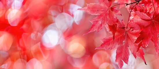 Poster - Selective focus on red maple leaves with a blurred background, perfect as a copy space image.