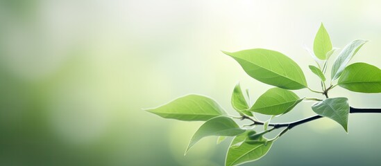 Fototapete - Blurry bokeh background featuring a green leaf with copy space image for a fresh, abstract, natural backdrop.