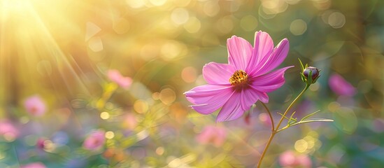 Poster - A pink cosmos flower adding charm to the copy space image.