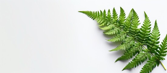 Fototapete - Image of a fern leaf on a blank white background featuring ample space for adding text or graphic elements - a copy space image.