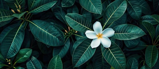 Poster - Nosegay Frangipani, the white Champa flower tree, stands out against a backdrop of lush, dark green leaves with a copy space image.