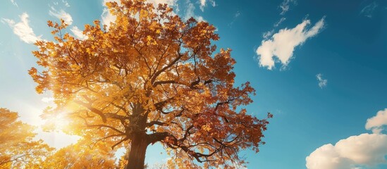 Poster - Outdoors on a sunny day, there is a stunning tree with vibrant autumn leaves providing ample copy space image.