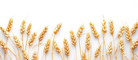 Poster - Isolated wheat spikelets on white backdrop with selective focus for food related copy space image