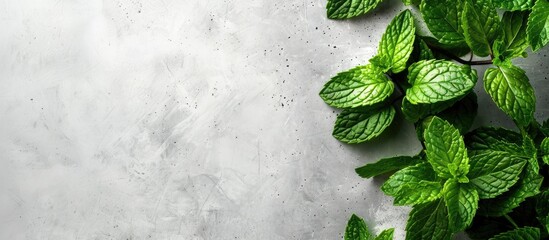 Leinwandbilder - Fresh mint leaves in a copy space image