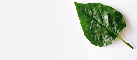 Leinwandbilder - Copy space image of a fragrant leaf on a clean white backdrop