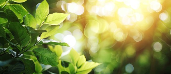 Poster - Beautiful nature with green leaves shown up close against a blurred background of trees and sunlight in a public garden ideal for wallpapers and backdrops due to the ample copy space image