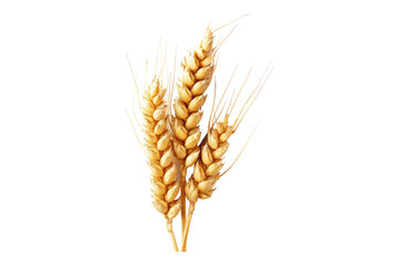 Top view of wheat ear isolated on transparent background