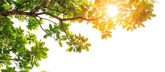 Poster - A tropical tree with branches leaves and sunlight on a white isolated background ideal as a green foliage copy space image