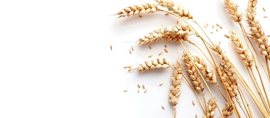 Poster - Isolated wheat spikelets on a white backdrop with selective focus ideal for food related designs providing ample copy space image
