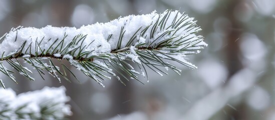 Poster - Snow covered pine branch with needles perfect as a copy space image