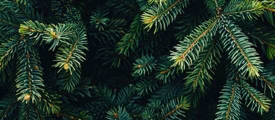 Leinwandbilder - Festive Christmas fir tree background with ample copy space image showcasing the texture of the branches