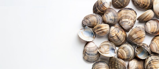 Poster - White background with copy space image featuring clams