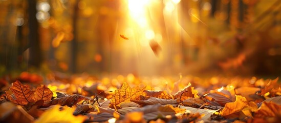 Poster - Autumn forest scene with defocused yellow and brown leaves creating a peaceful and serene atmosphere ideal as a nature themed copy space image