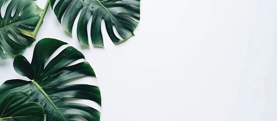 Leinwandbilder - Tropical concept featuring a Monstera plant with green foliage on a white backdrop emphasizing minimalism and indoor gardening with copy space image