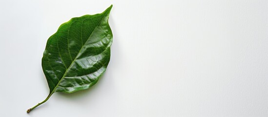 Leinwandbilder - Copy space image of a fragrant leaf on a clean white backdrop