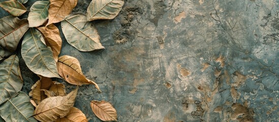 Poster - Mango leaves dried under the sun rest on a concrete surface creating a textured backdrop in a top view copy space image