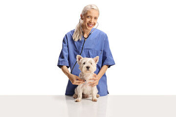 Canvas Print - Female veterinarian doctor checking a westie terrier dog with a stethoscope and smiling