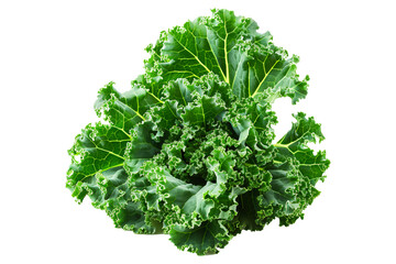 Poster - Fresh green Premier kale salad leaf isolated on a white background.