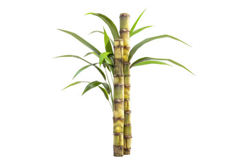 Naklejka na meble Sugarcane isolated on transparent background