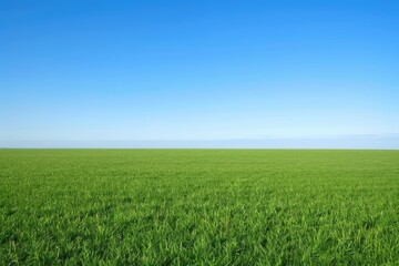 lush green field under a bright blue sky.