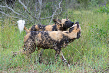 Sticker - African Wild Dog playing, running and searching for food, in the Kruger National Park in South Africa