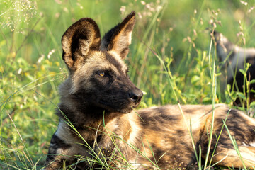 Wall Mural - african wild dog playing, running and searching for food, in the kruger national park in south afric