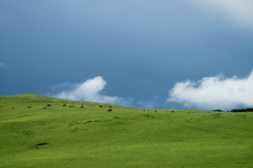 beautiful farming landscape in australia with green rolling hills in spring