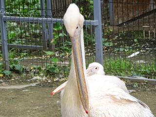 Pelican at the zoo during the summer