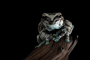 Wall Mural - the amazon milk frog (trachycephalus resinifictrix) closeup on wood, panda bear tree frog on branch.