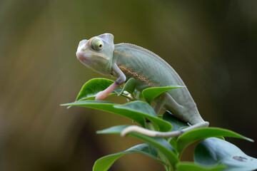 Wall Mural - baby high pied veiled chameleon on branch, baby high pied veiled chameleon closeup on green leaves