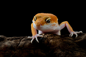 Wall Mural - Sunglow leopard gecko on wood, Sunglow leopard gecko closeup