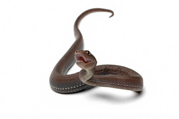 Wall Mural - trimeresurus purpureomaculatus on white background, trimeresurus purpureomaculatus snake closeup on 