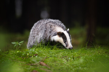 Wall Mural - an unmistakable animal, the badger is large and grey, with a short, fluffy tail, black belly and paw