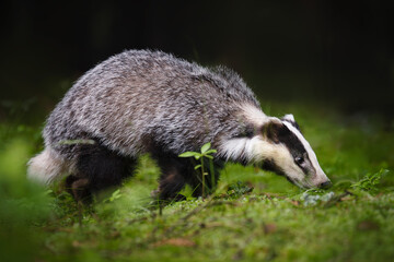 Wall Mural - an unmistakable animal, the badger is large and grey, with a short, fluffy tail, black belly and paw