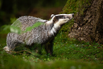 Fototapete - An unmistakable animal, the badger is large and grey, with a short, fluffy tail, black belly and paws, and a black-and-white striped face.  Badgers can eat several hundred earthworms a night!