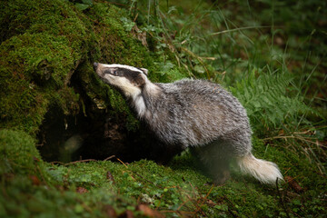 Wall Mural - an unmistakable animal, the badger is large and grey, with a short, fluffy tail, black belly and paw