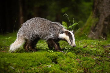 An unmistakable animal, the badger is large and grey, with a short, fluffy tail, black belly and paws, and a black-and-white striped face.  Badgers can eat several hundred earthworms a night!