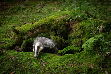 Wall Mural - an unmistakable animal, the badger is large and grey, with a short, fluffy tail, black belly and paw