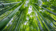 © Kevin - Bamboo grove in Kyoto, Japan with tall green bamboo trees.