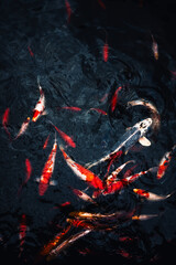 Koi fish swimming in a pond